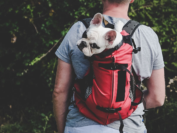 Mochila de transporte para perros pequeños 