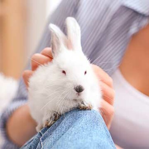 ¿Cómo demuestran su cariño los conejos domésticos?