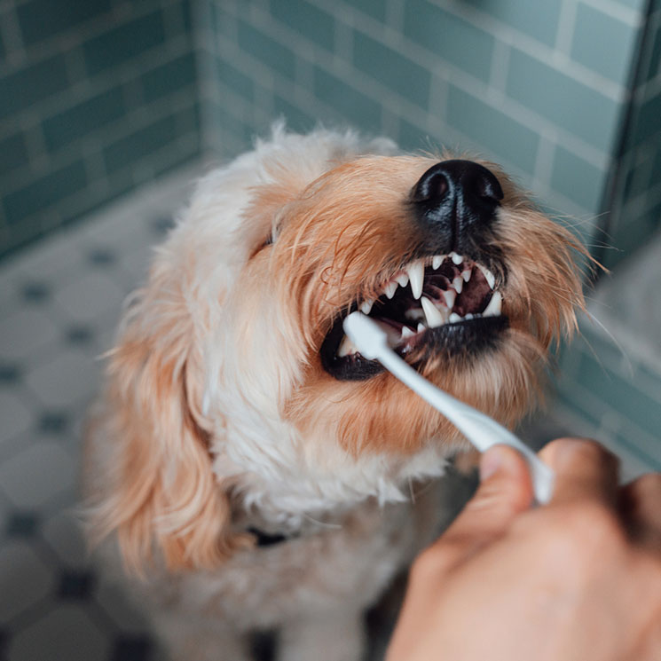 dientes-perros