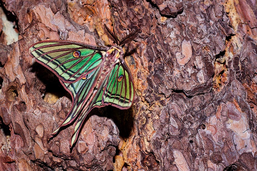 Mariposa en la sierra de Guadarrama